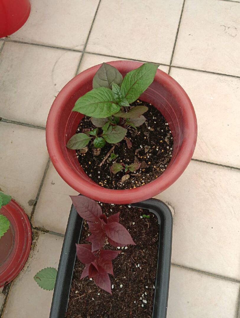 紅龍草 葉子變超大