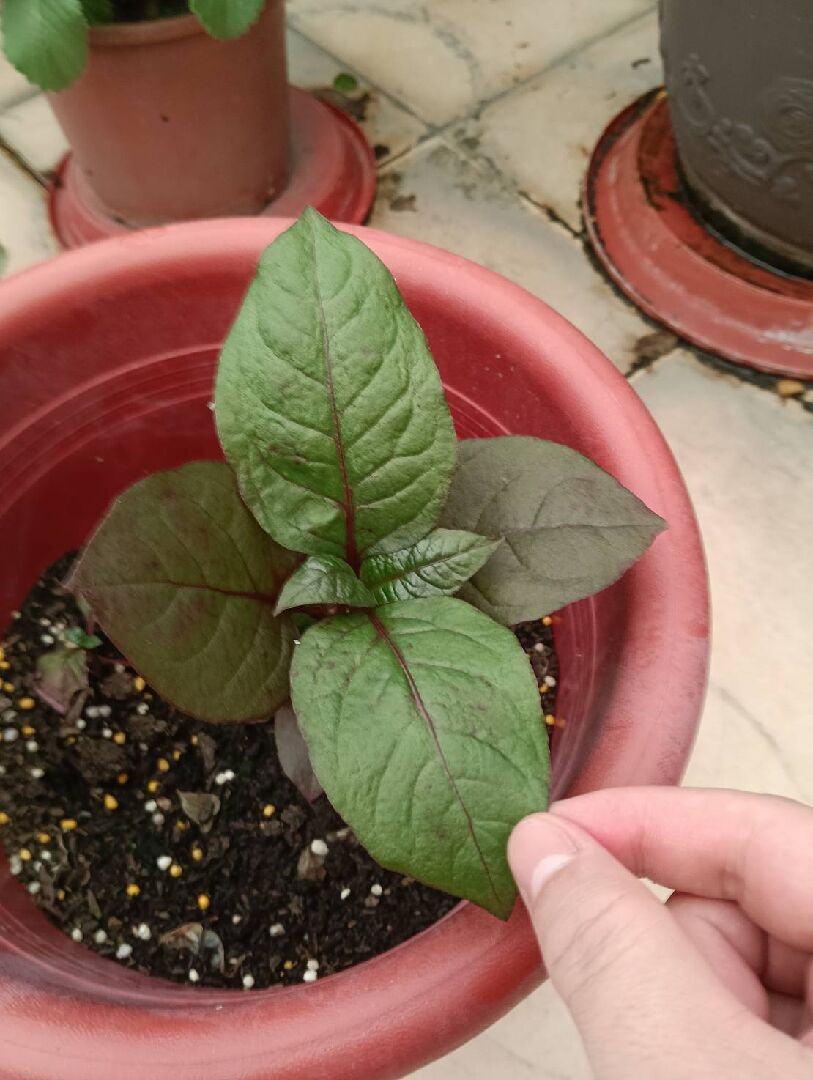 紅龍草 葉子變超大