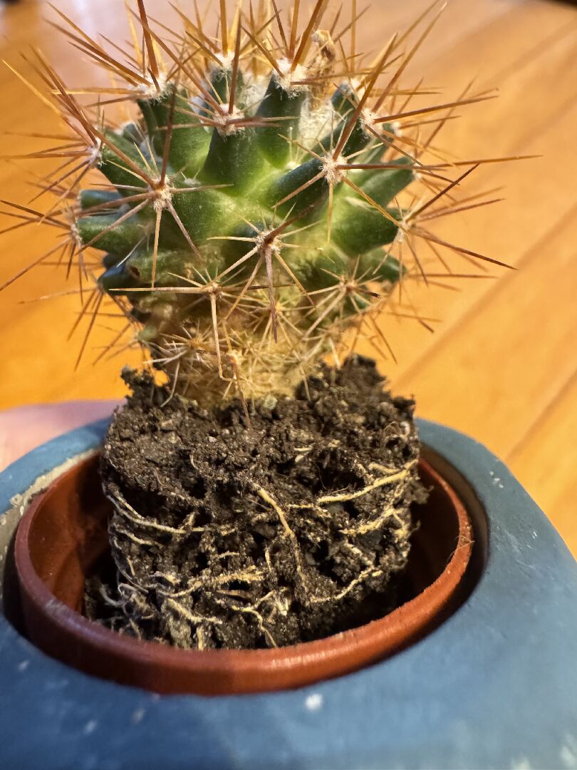 仙人掌底部發黃