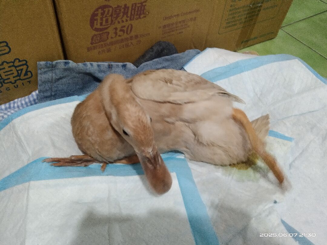 菜鴨突然就站不起來