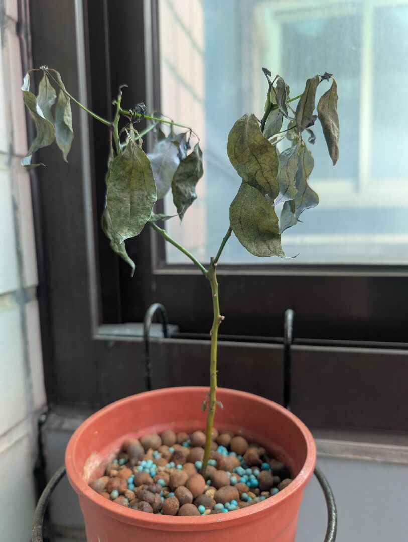 突然葉垂發黑