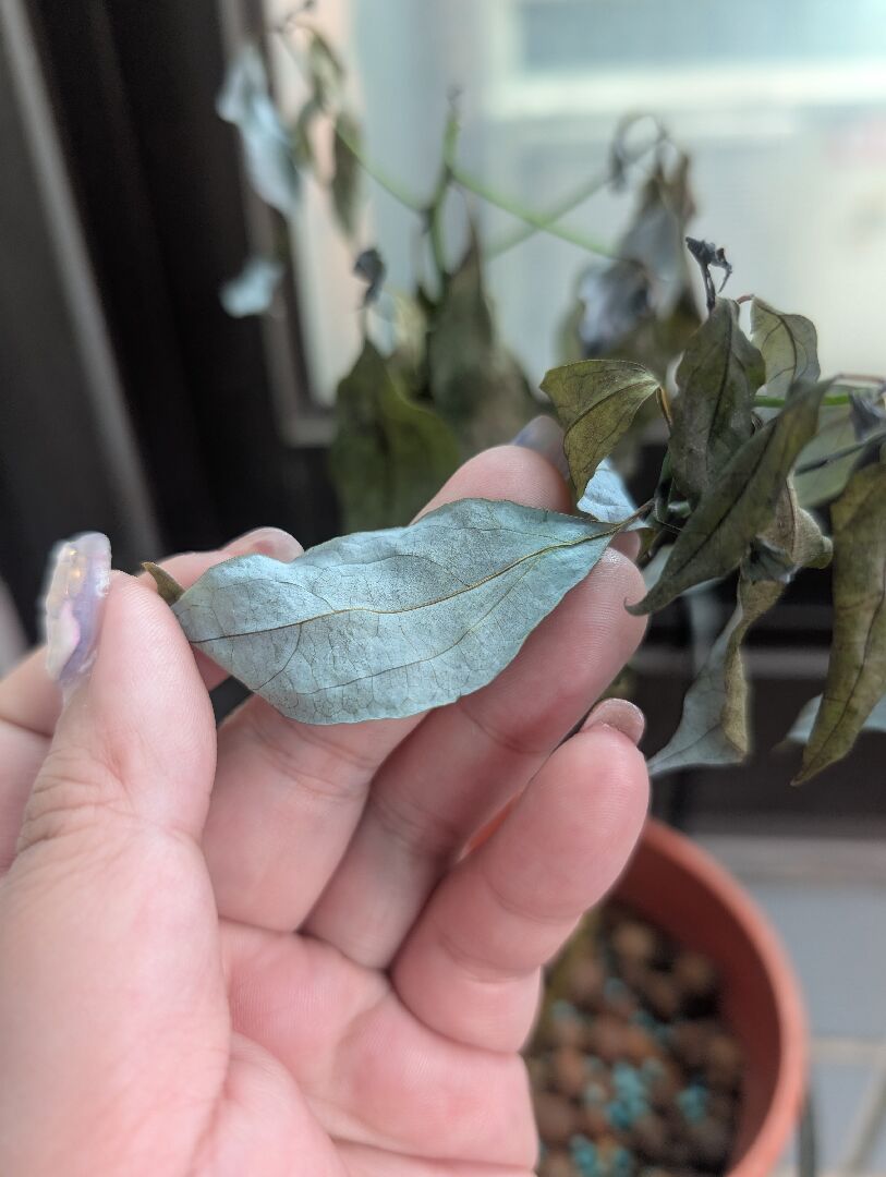 突然葉垂發黑