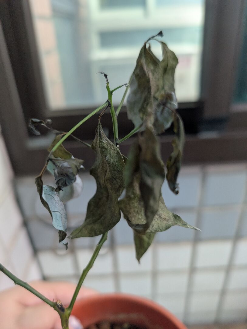突然葉垂發黑