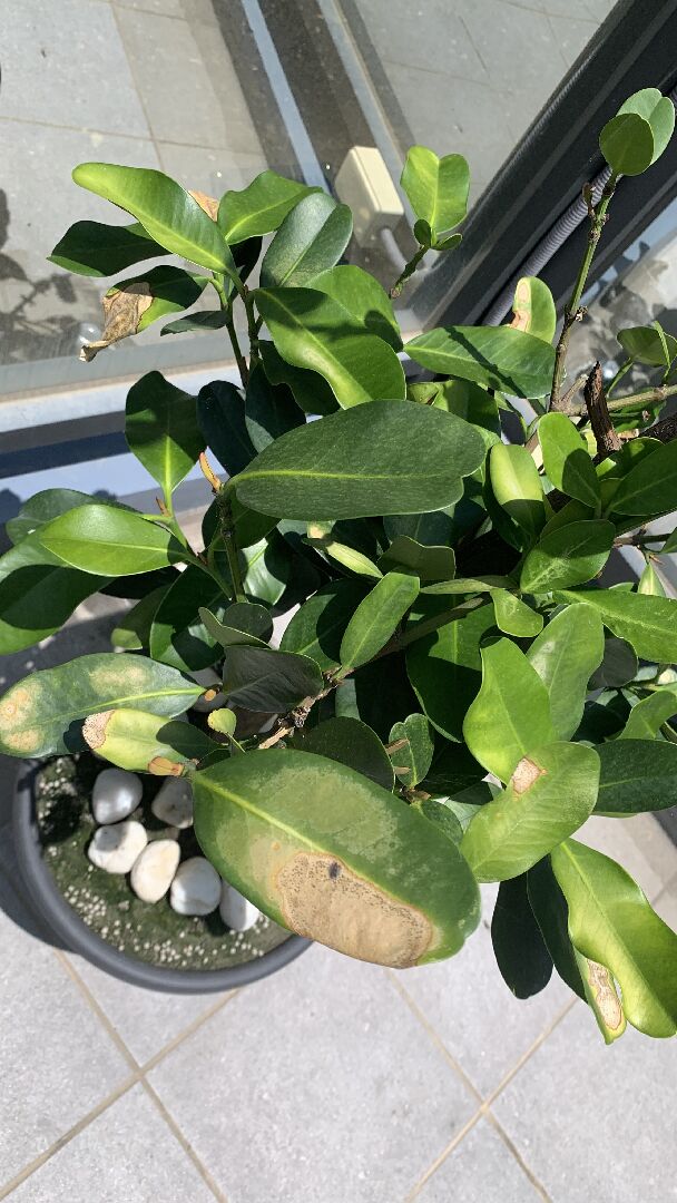 請問福木的葉子一半乾枯，是有病害嗎？