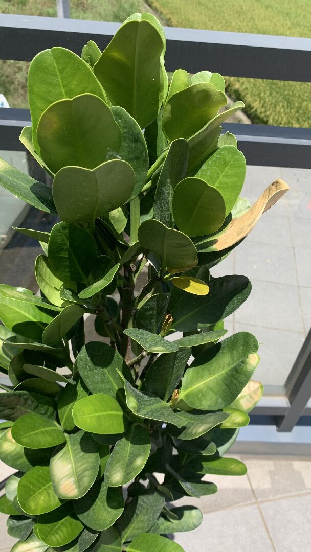 請問福木的葉子一半乾枯，是有病害嗎？