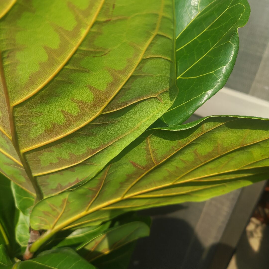  琴葉榕葉脈發紅