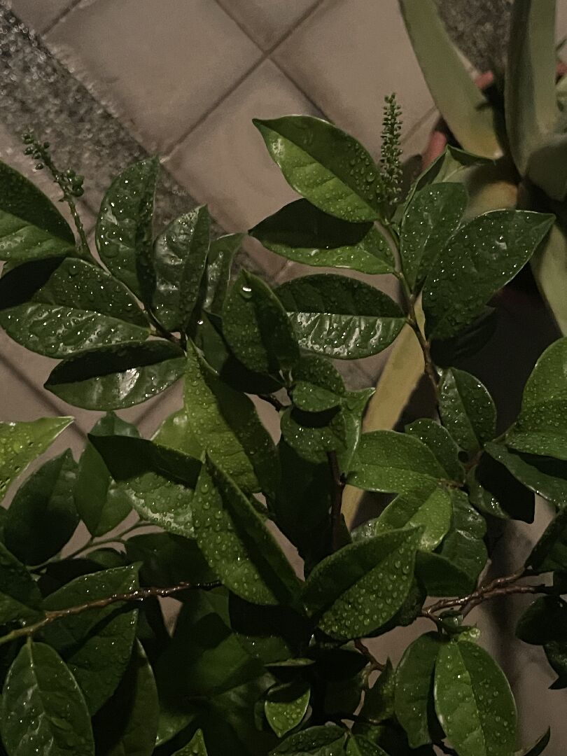請問這兩棵是什麼樹