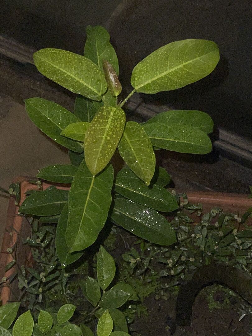 請問這兩棵是什麼樹