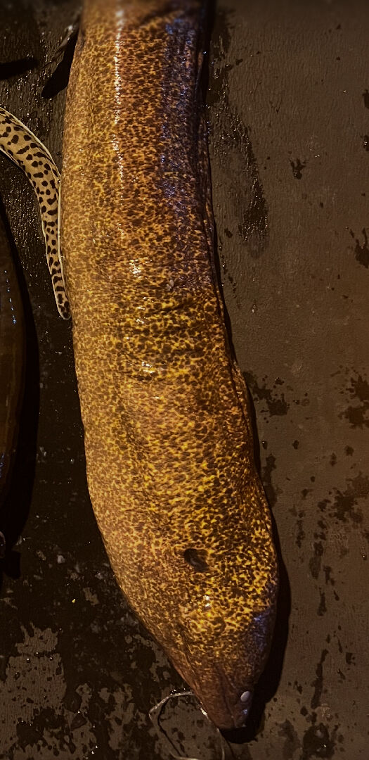 這署鰻是否可以食用