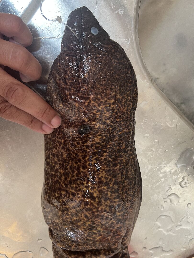 這署鰻是否可以食用