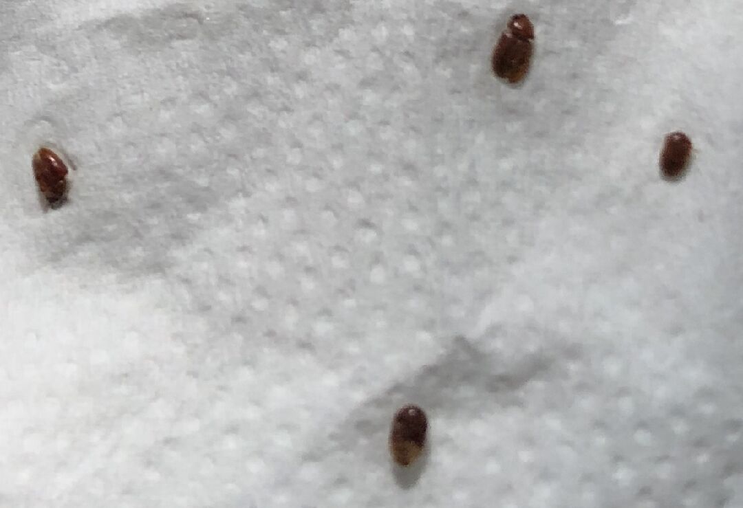 請問這是什麼動物