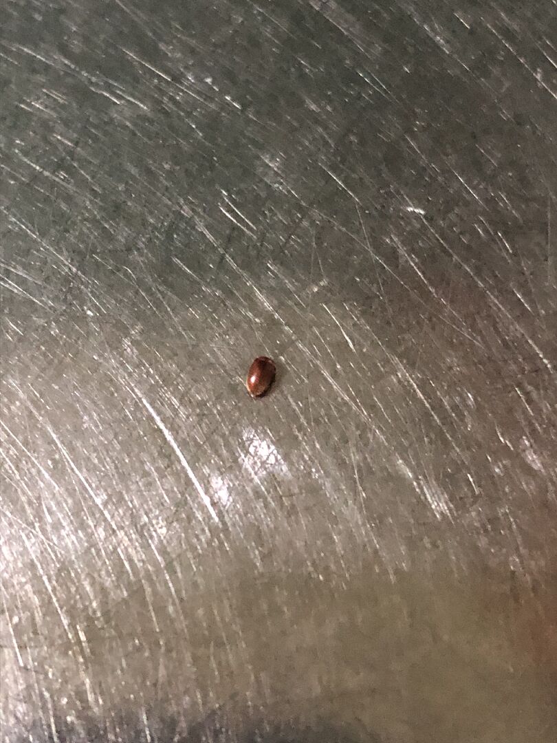 請問這是什麼動物