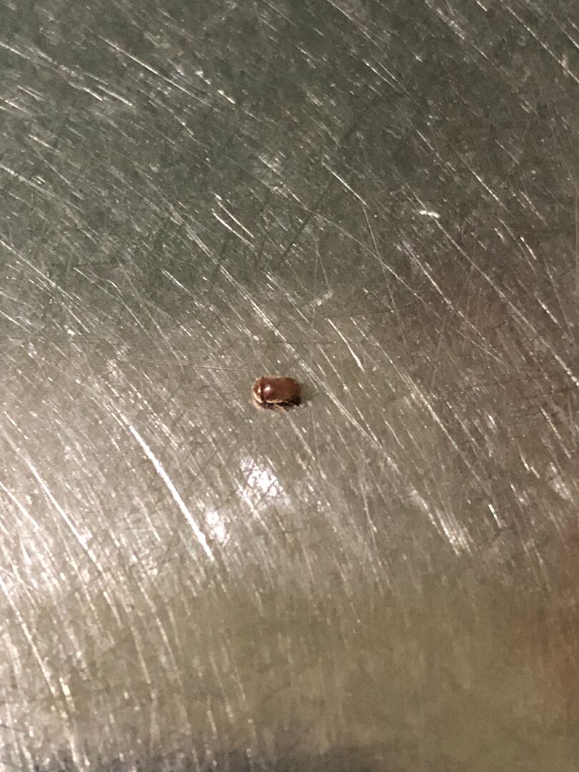 請問這是什麼動物