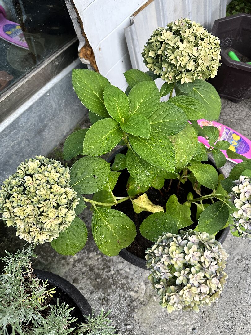 褪色繡球花