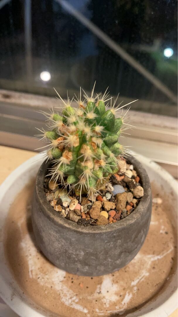 多肉尖刺邊緣出現黃色乾涸狀