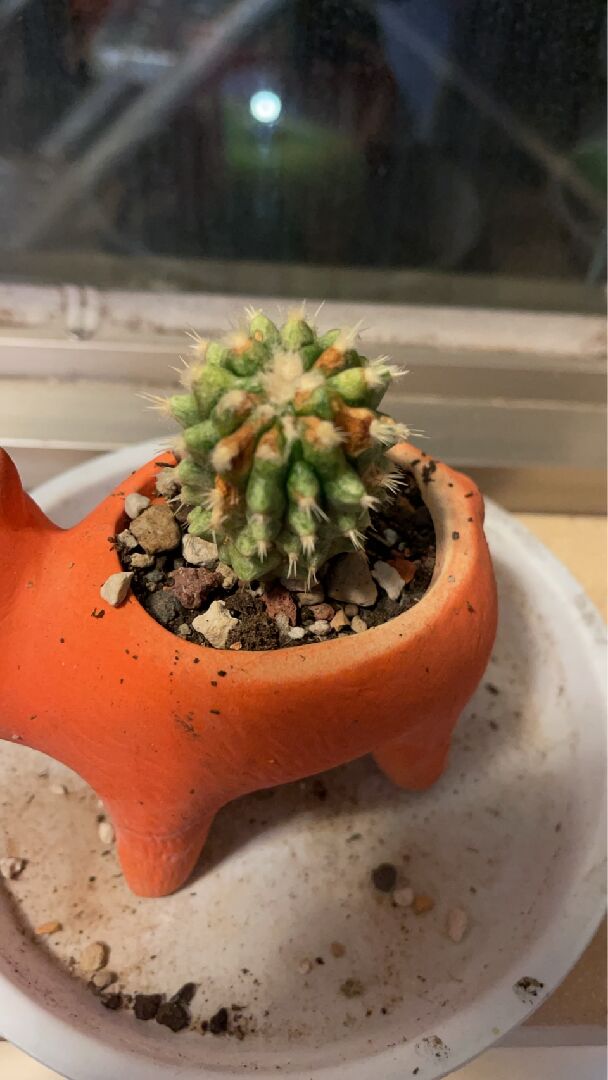 多肉尖刺邊緣出現黃色乾涸狀