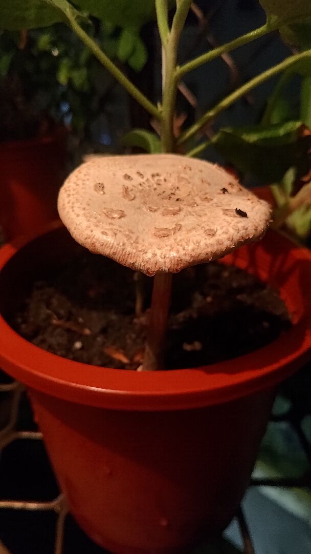 盆栽冒出菇類