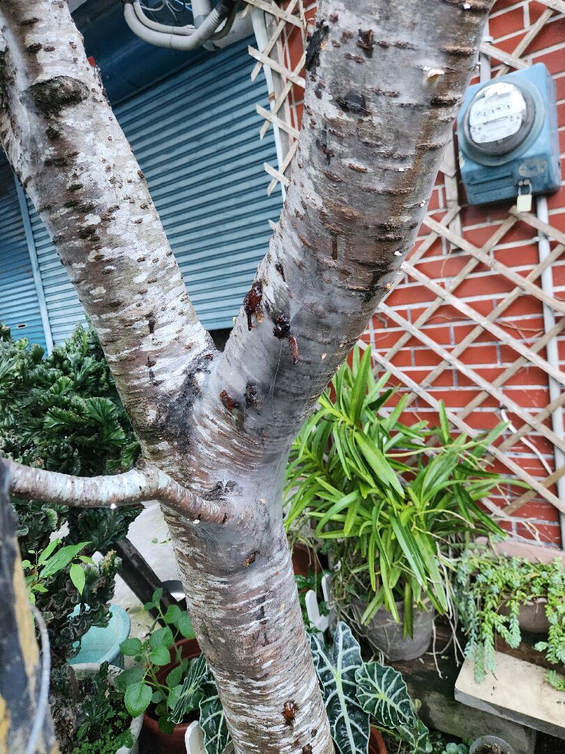 十多年的櫻花樹，最近樹幹上發霉