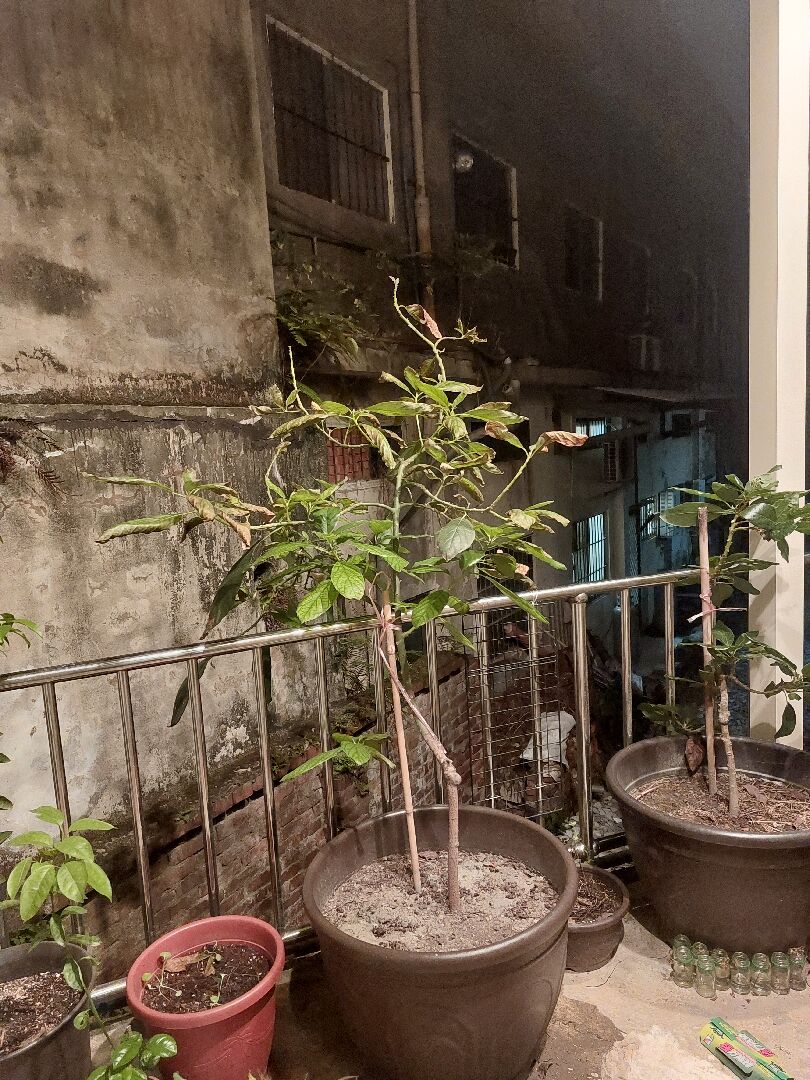 我的嫁接酪梨苗葉子枯黃還掉光請問是生病了嗎