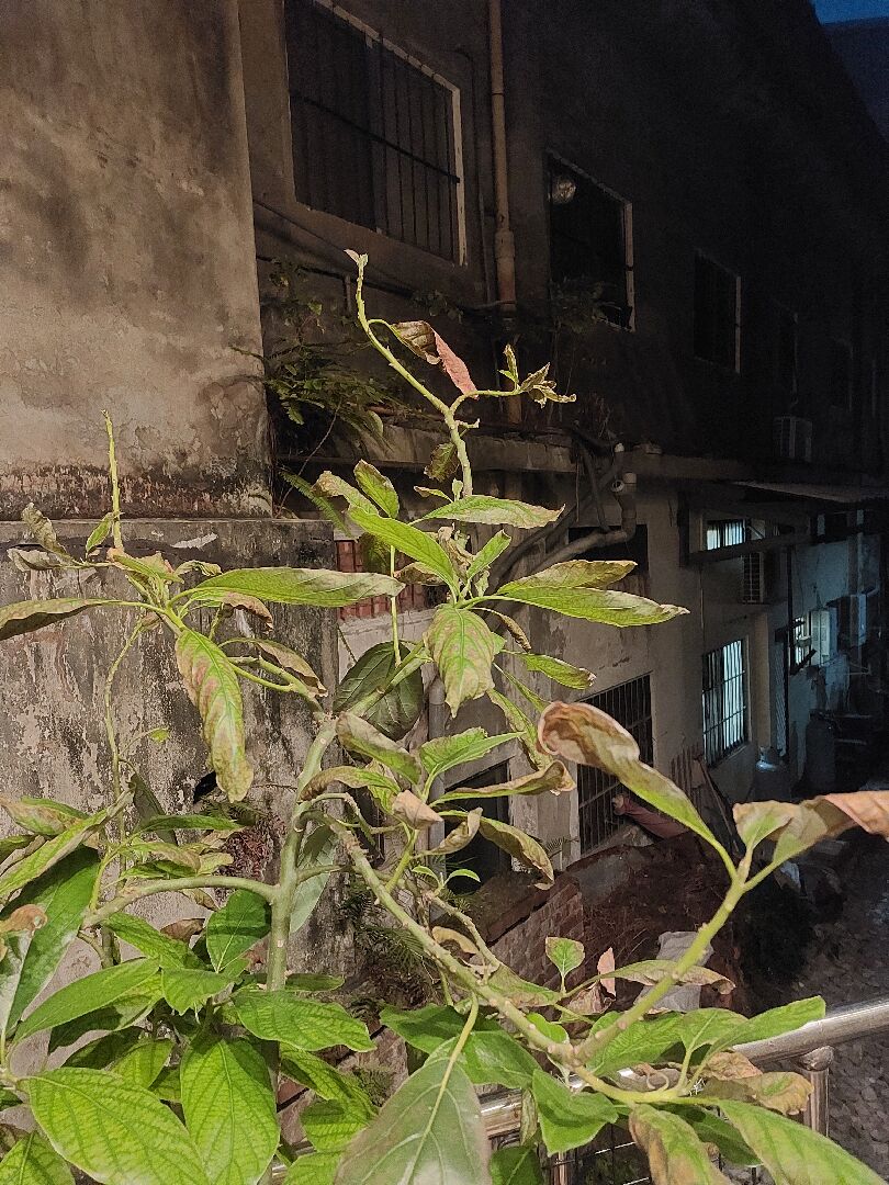 我的嫁接酪梨苗葉子枯黃還掉光請問是生病了嗎