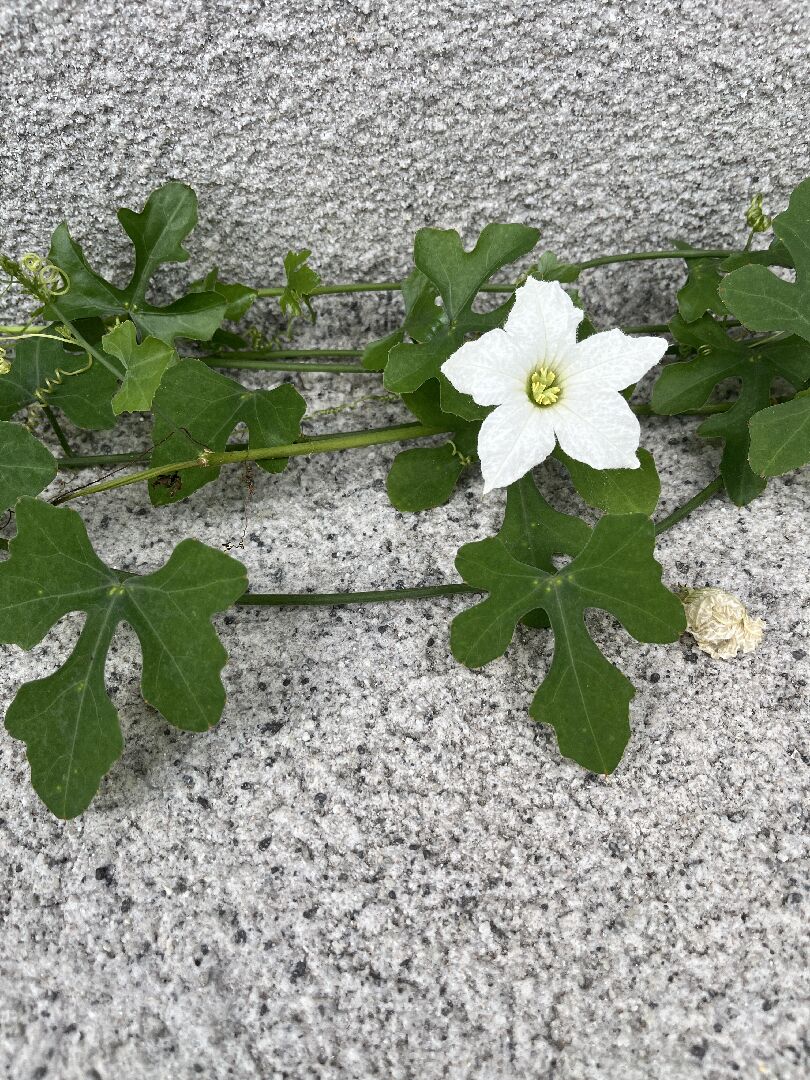請問相片裡，這種藤蔓植物叫什麼？