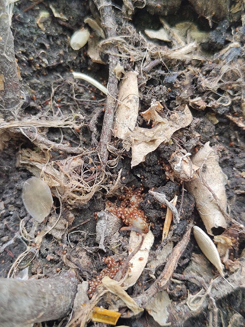 我的無花果盆栽有大量的這種蟲，到底這是什麼？