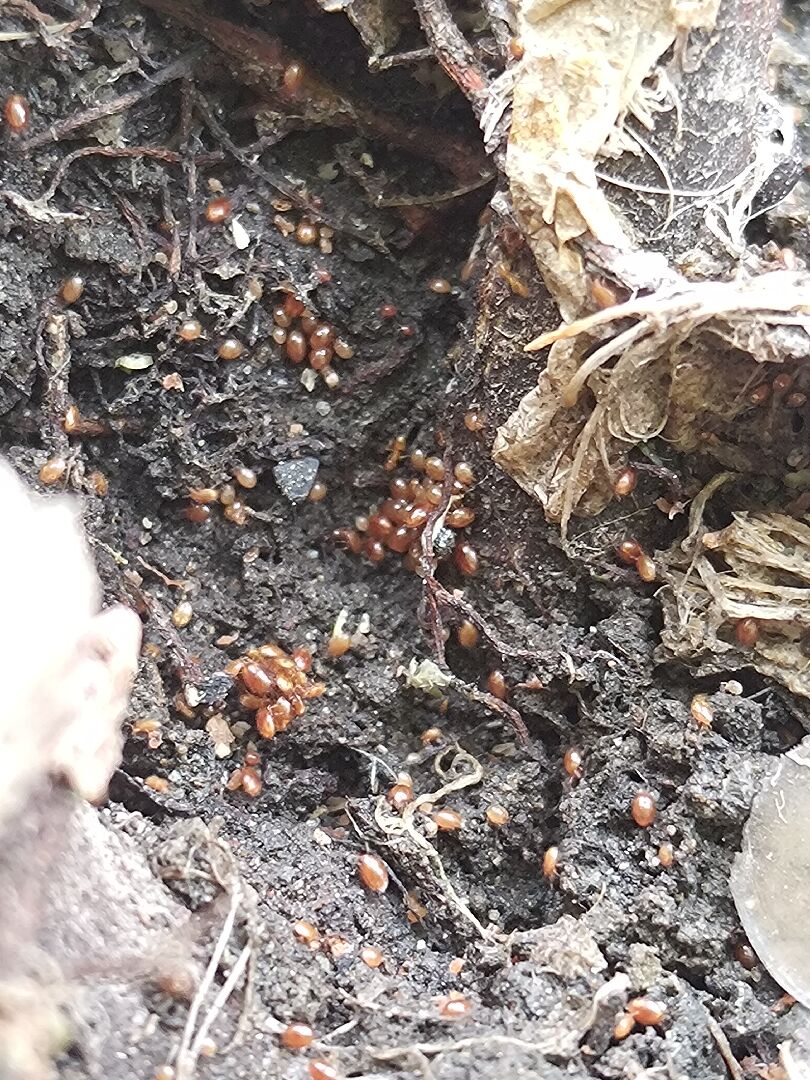 我的無花果盆栽有大量的這種蟲，到底這是什麼？