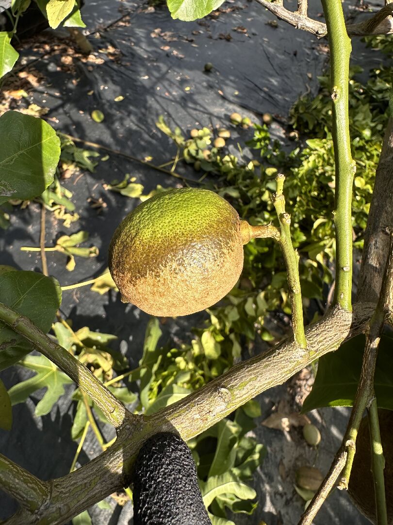 檸檬看起來像生鏽了
