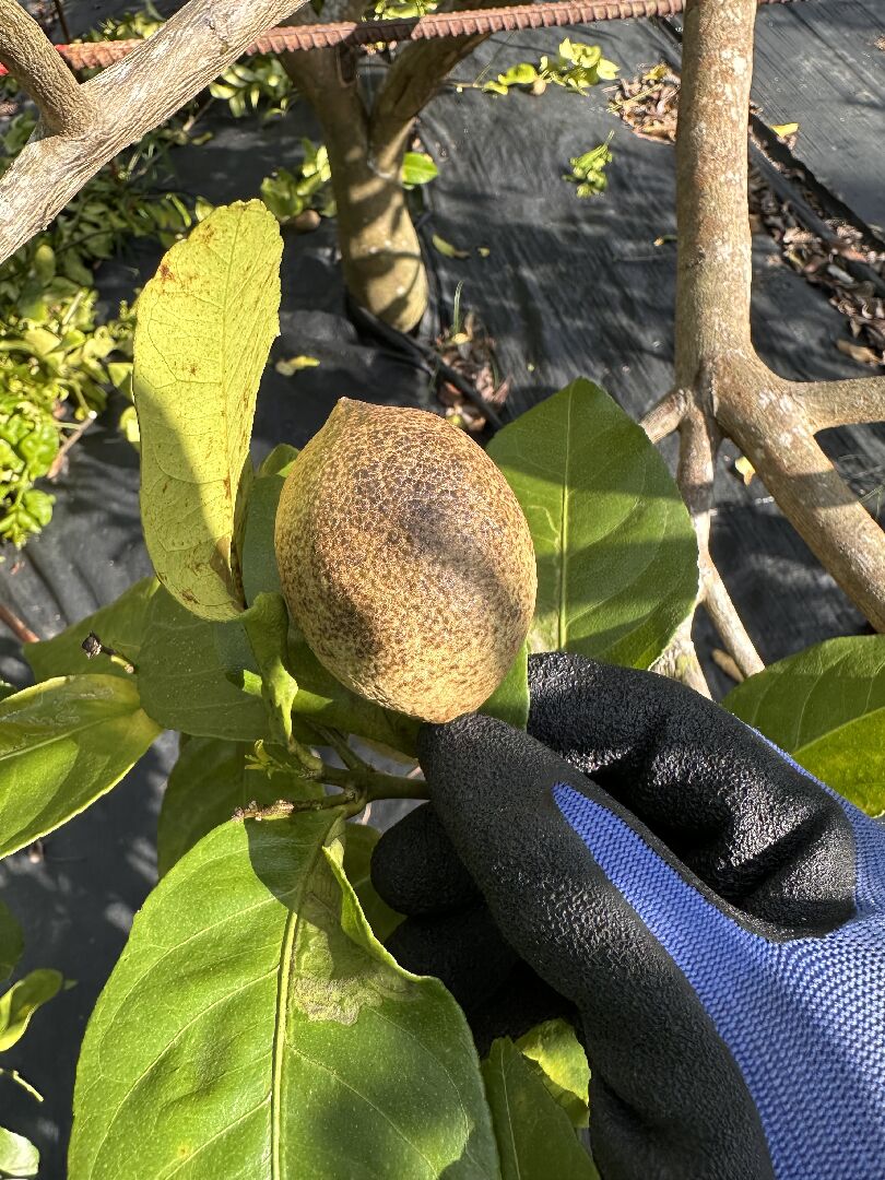 檸檬看起來像生鏽了
