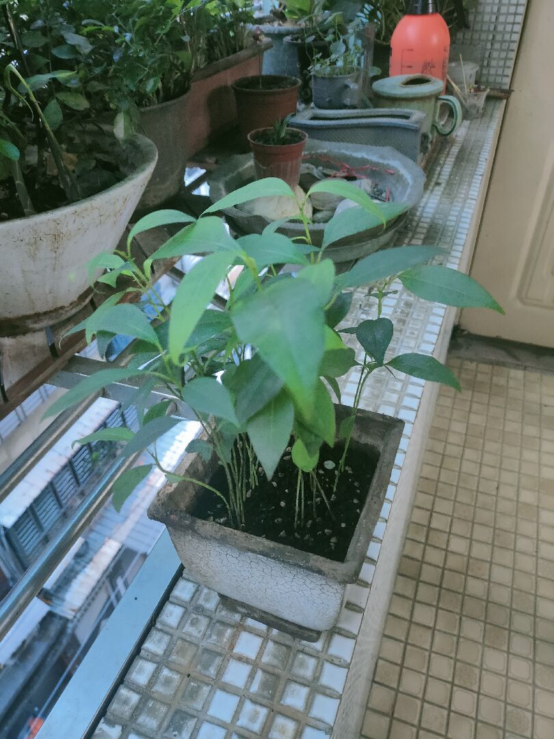 種的是薰衣草嗎？