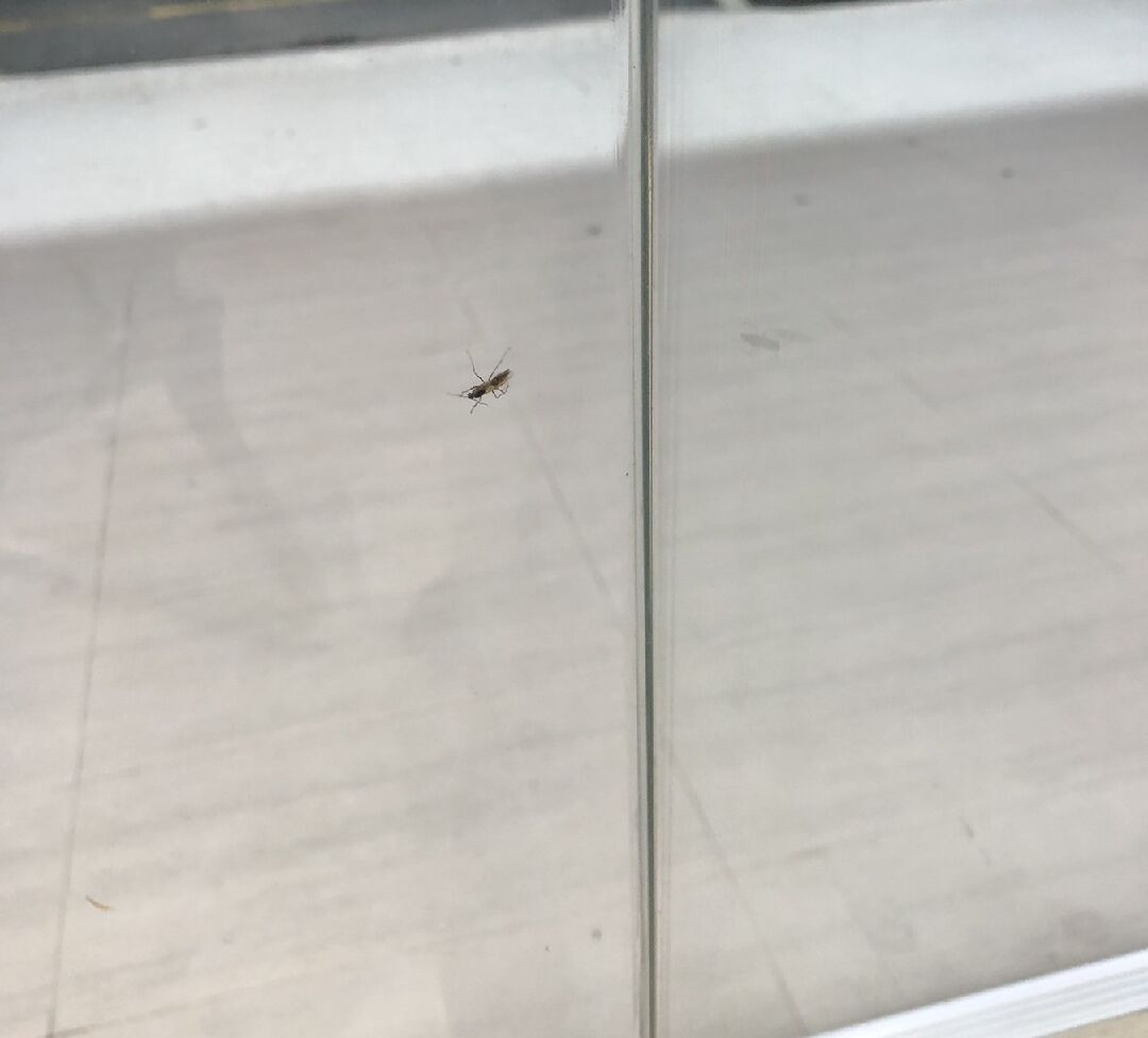 店裡飛來不知名昆蟲