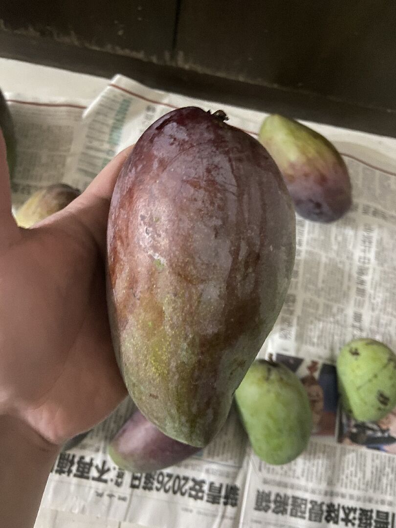 芒果品種