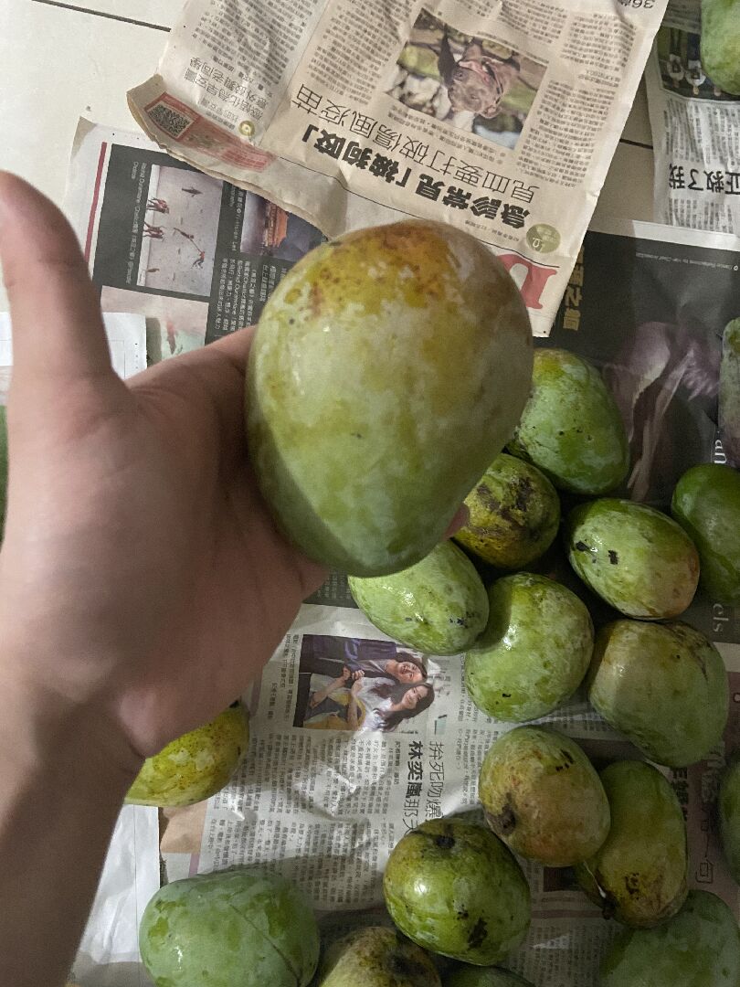 芒果品種