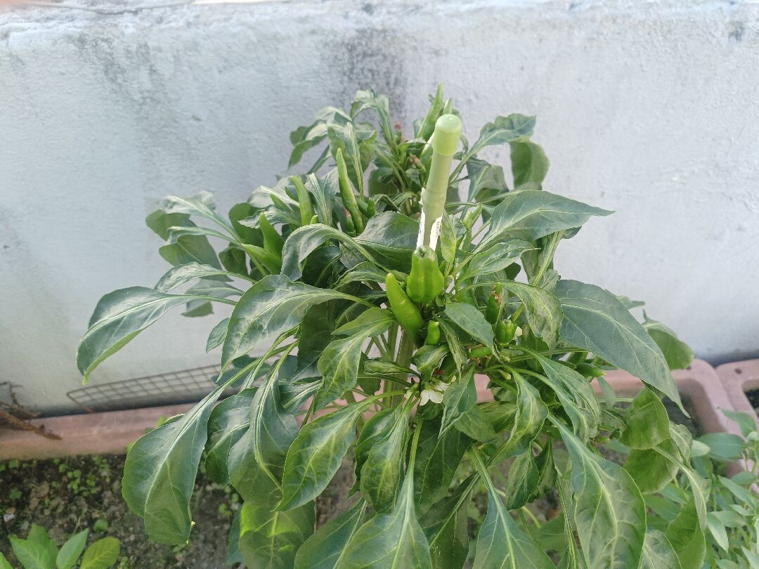 辣椒葉子下垂