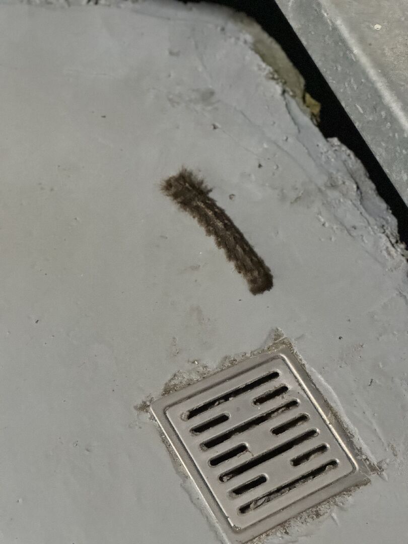 請問這是什麼毛毛蟲？