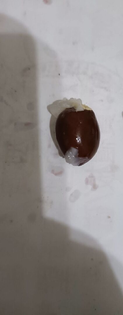 荔枝研究團隊專家名冊