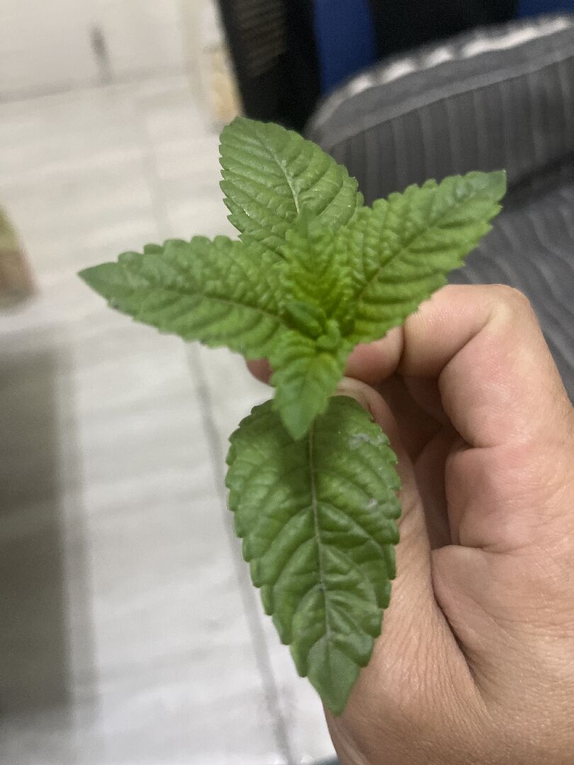 薄荷的問題