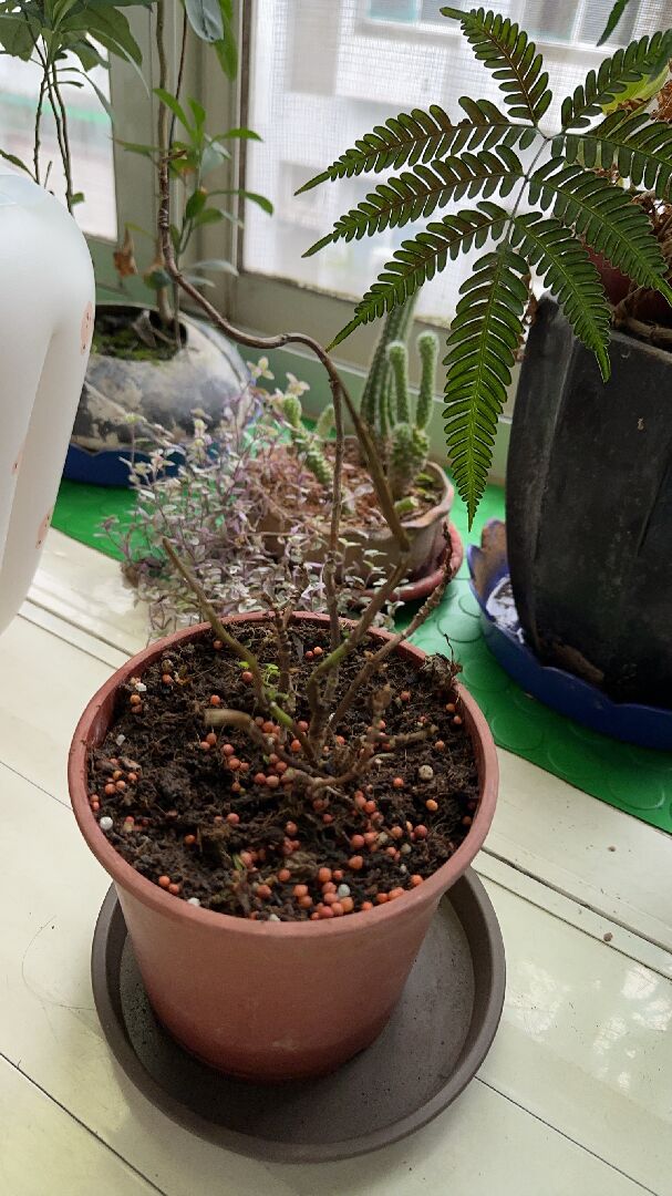 為什麼繡球花變這樣