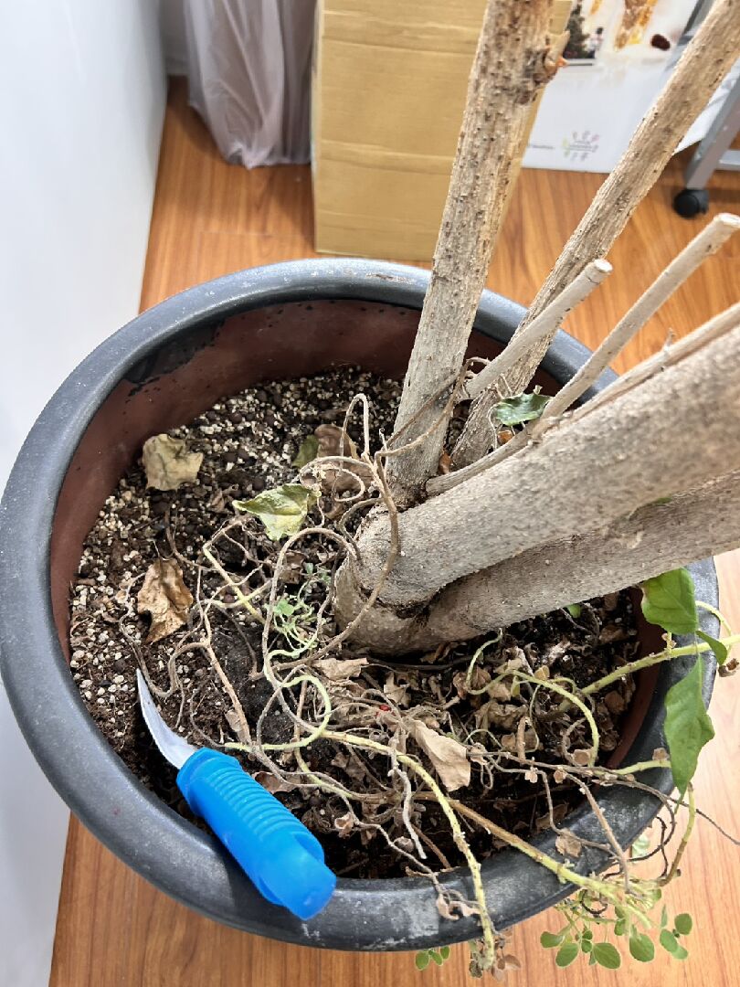 海南山菜豆樹長期枯黃