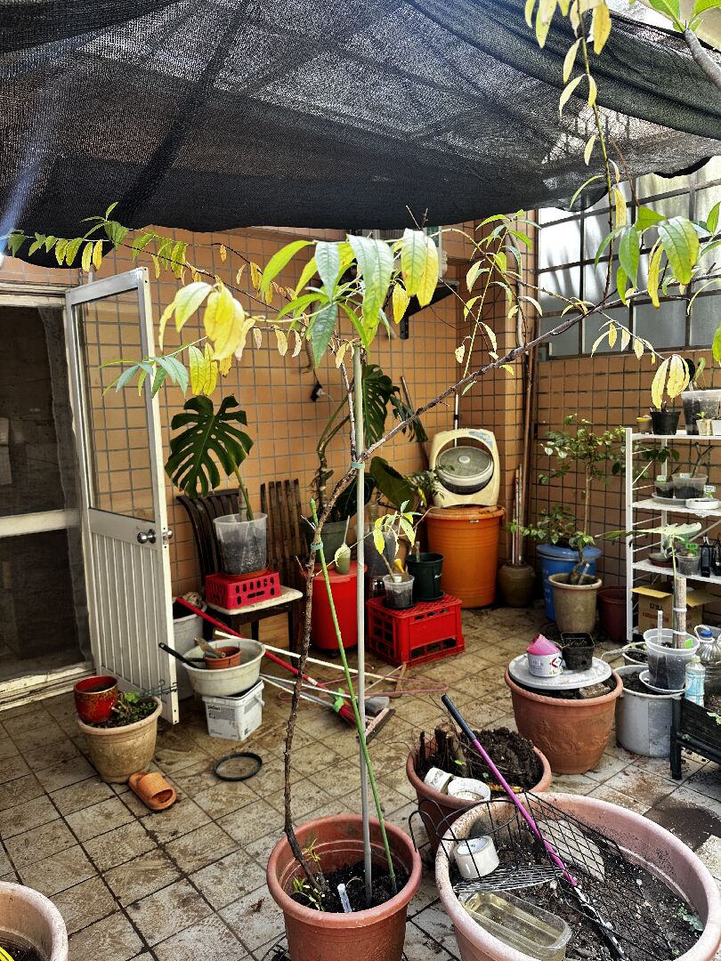 請問桃花樹還有救嗎