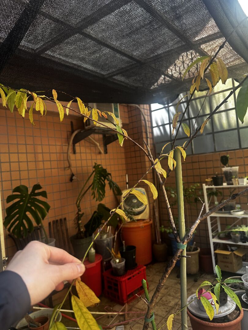 請問桃花樹還有救嗎