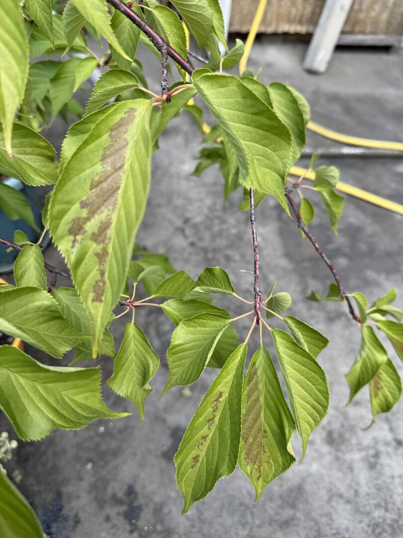 垂櫻已連續二年葉子在這個時候就會變褐色