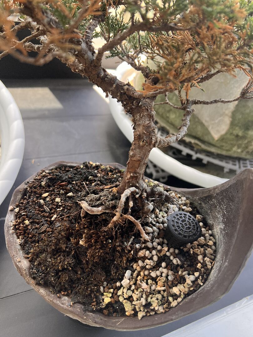 宮坂系魚川真柏葉子變壞