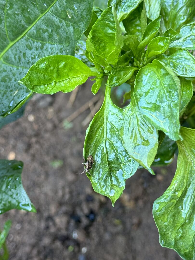 請問甜椒上是什麼蟲