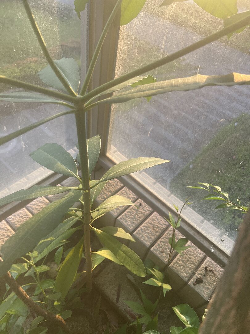 想問這個什麼樹