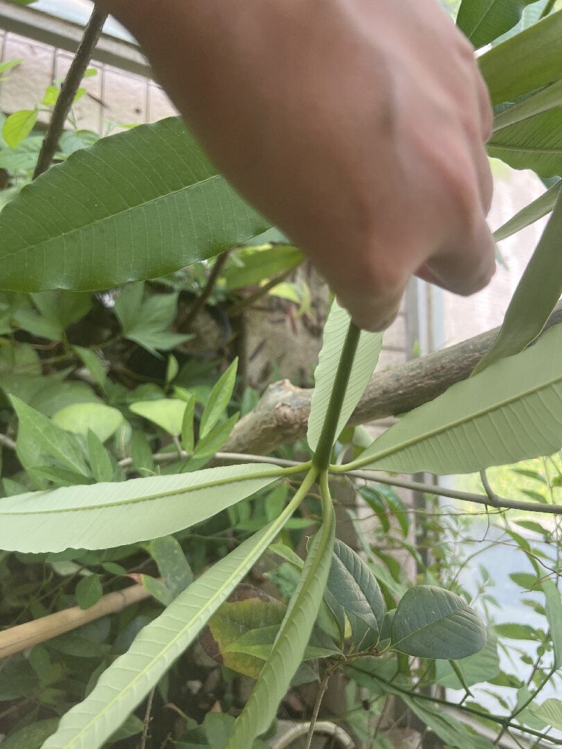 想問這個什麼樹