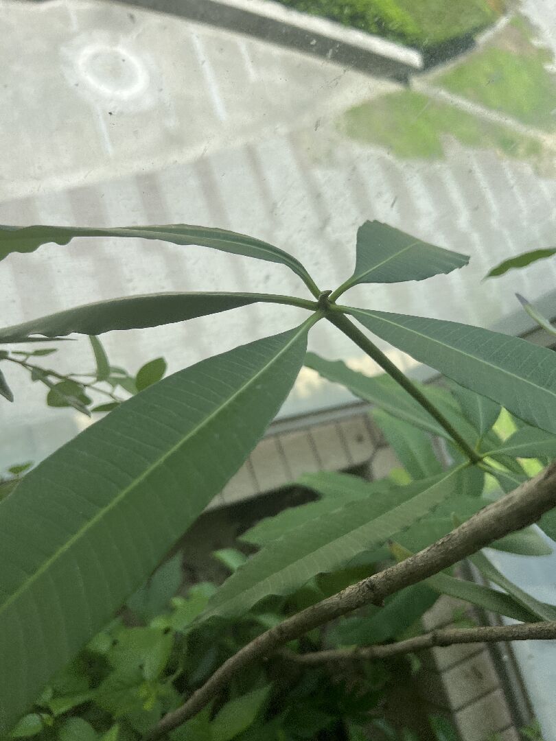 想問這個什麼樹