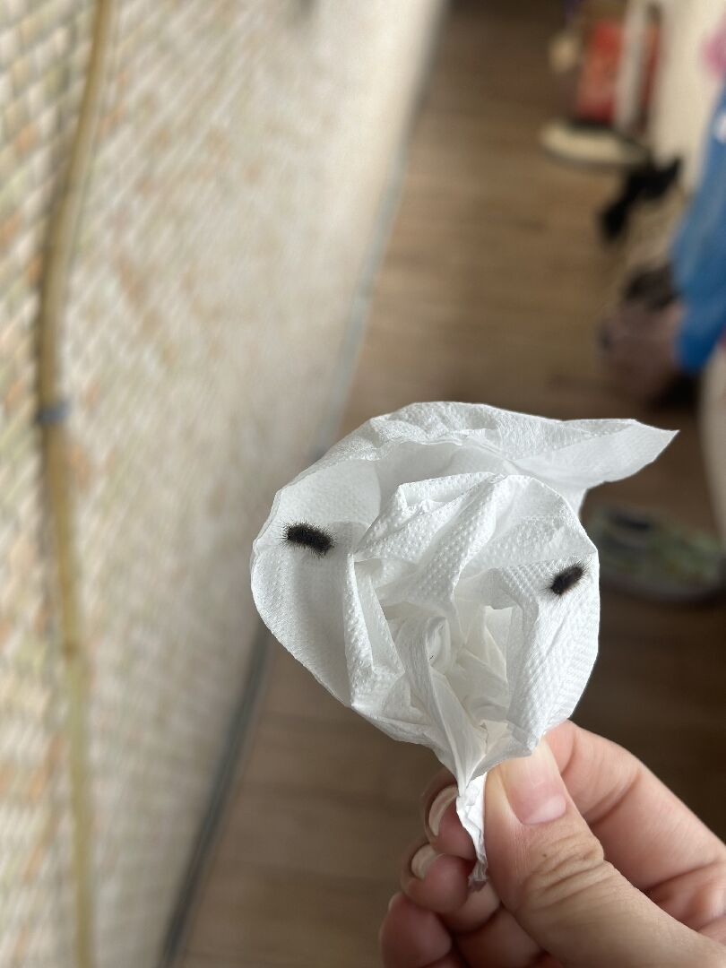 請問這是什麼毛毛蟲