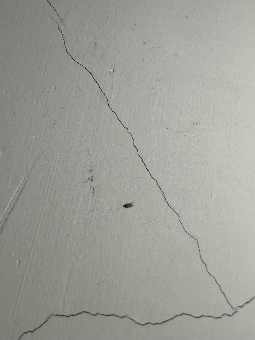 想請問這個是什麼蟲