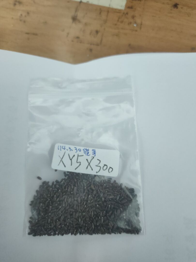 請問這是薰衣草種子嗎？